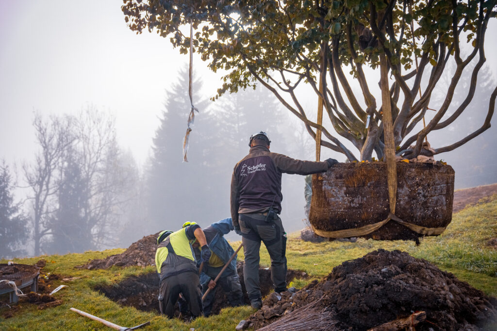 Baumgrube ausbessern vor dem fertigen Setzen der Pflanze