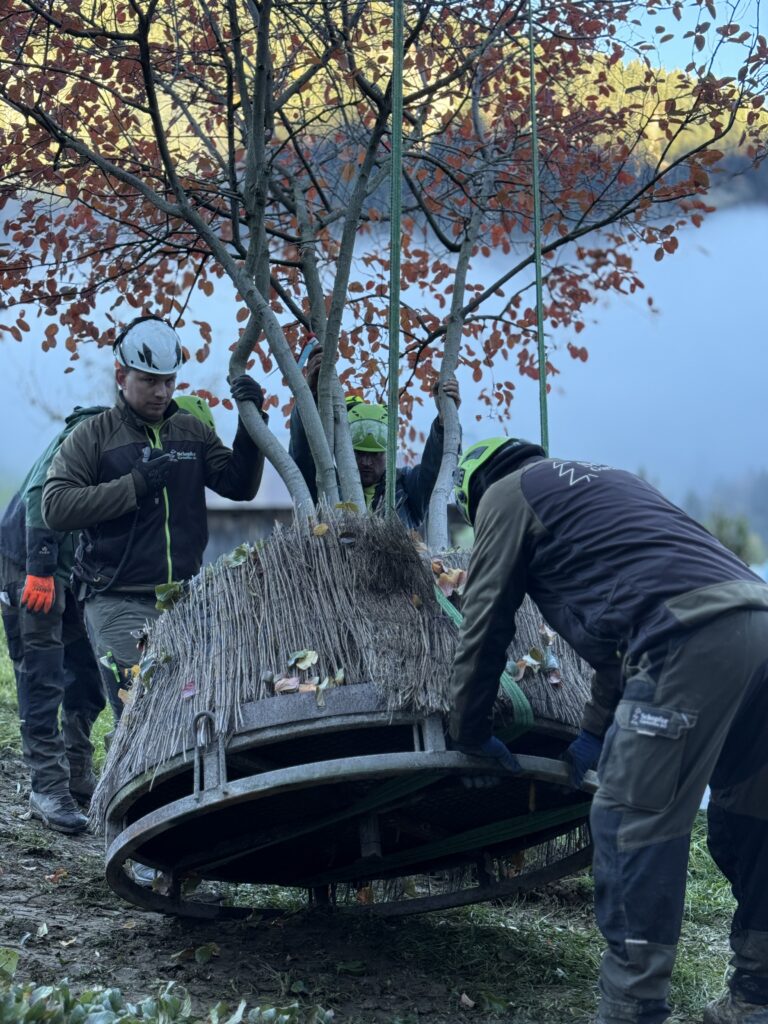 Dieser Kupferfelsenbirne (Amelanchier) wird vorbereitet für den Kran Transport