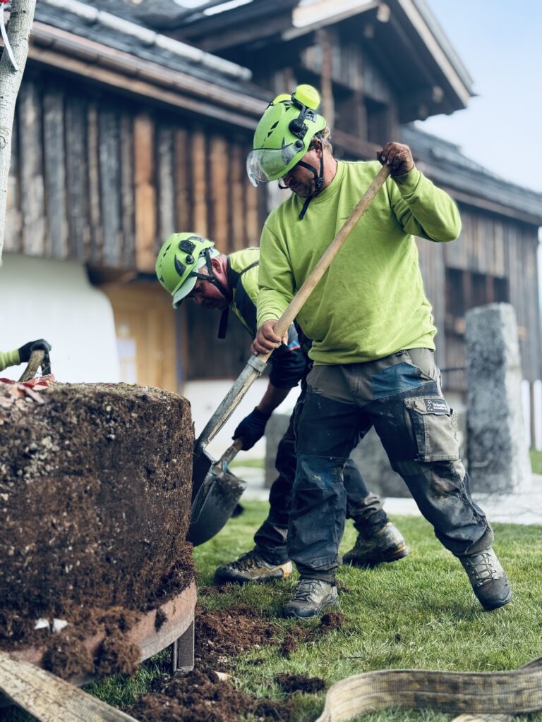 Dieser Kupferfelsenbirne (Amelanchier) wird vorbereitet für den Kran Transport