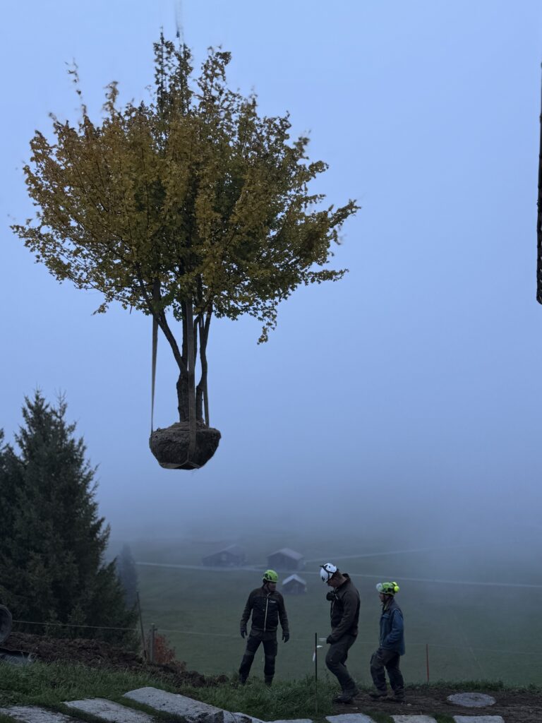 Ein Feld-Ahorn wird 40m von der Strasse gepflanzt